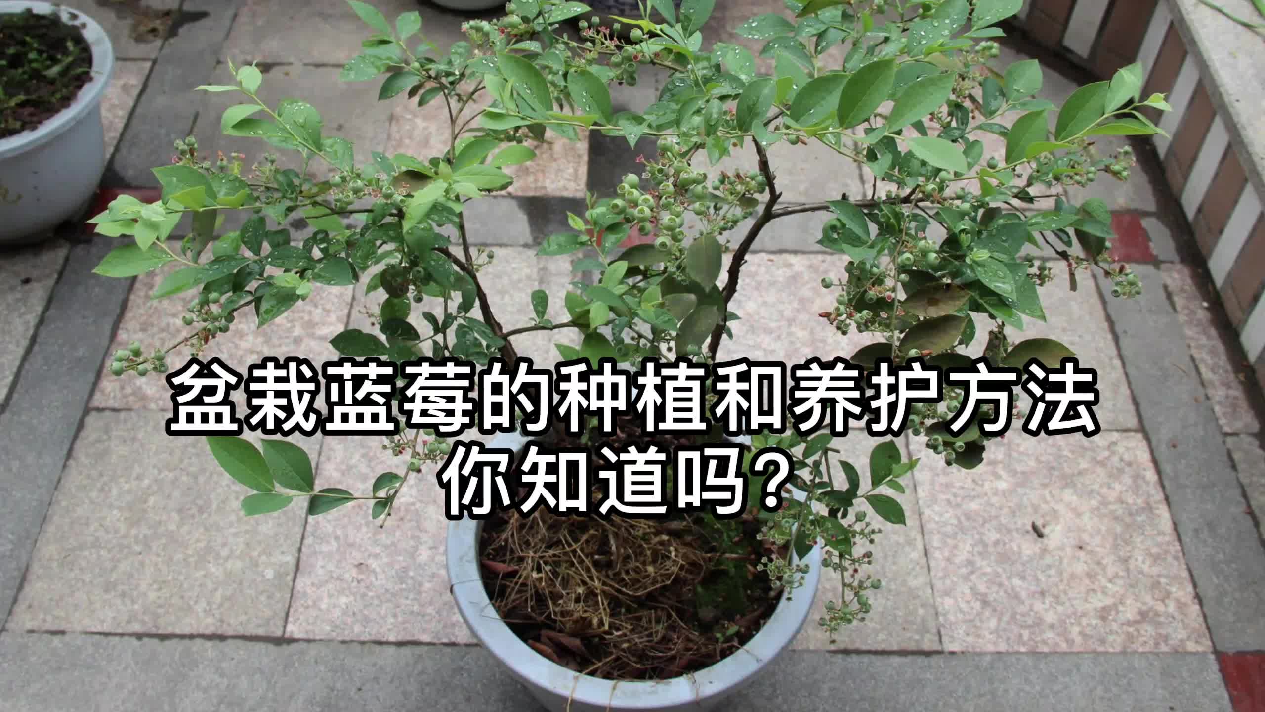 盆栽蓝莓的种植和养护方法你知道吗?哔哩哔哩bilibili