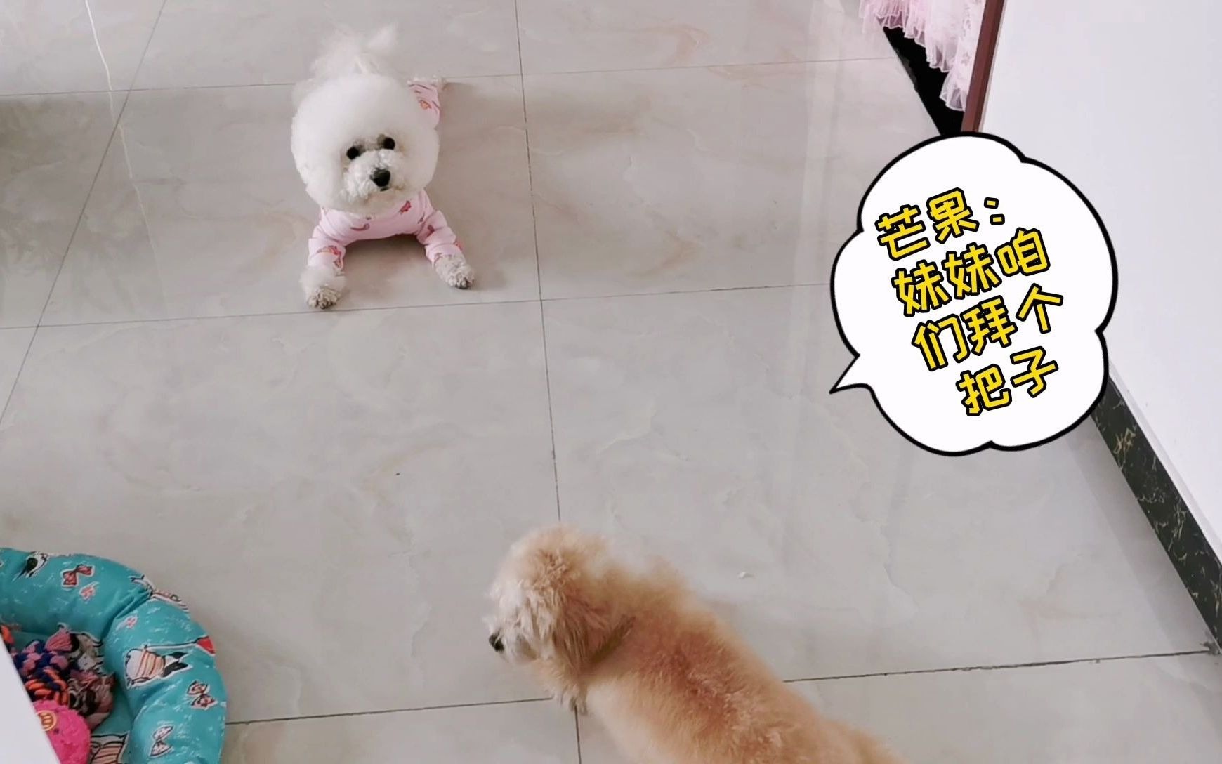 比熊芒果为讨小母狗欢心用尽了洪荒之力,看看像不像热恋的你