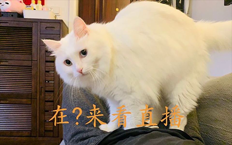 饭团小夫妻直播录制2019-10-6