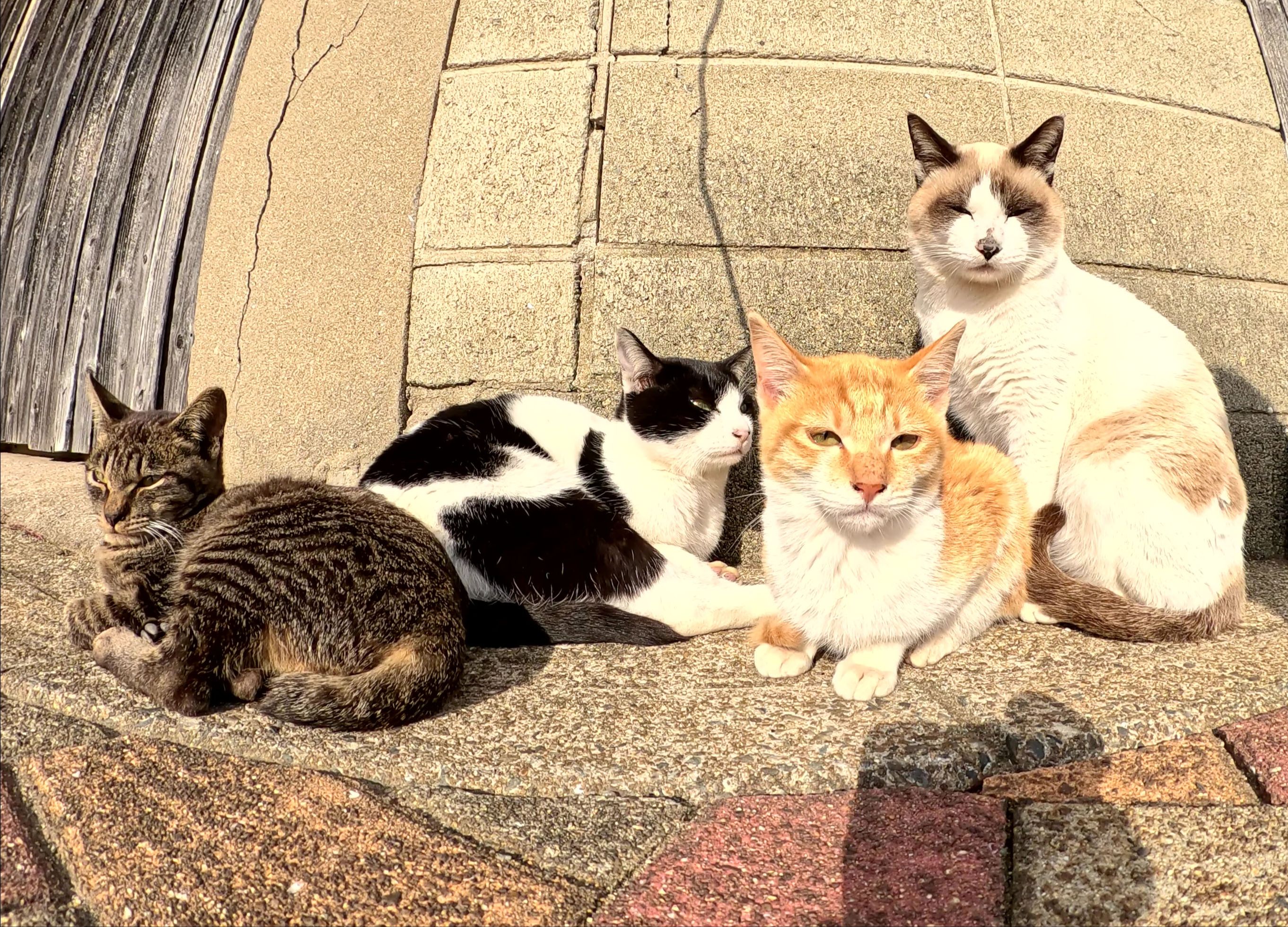 许多猫挤在一起互相取暖