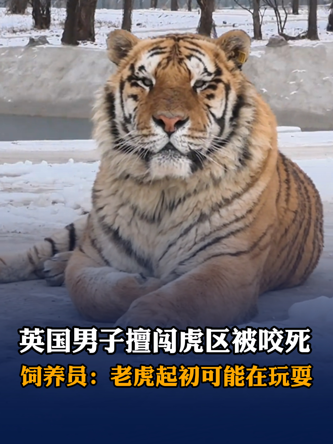 英国男子擅闯虎区被咬死，饲养员：老虎起初可能在玩耍