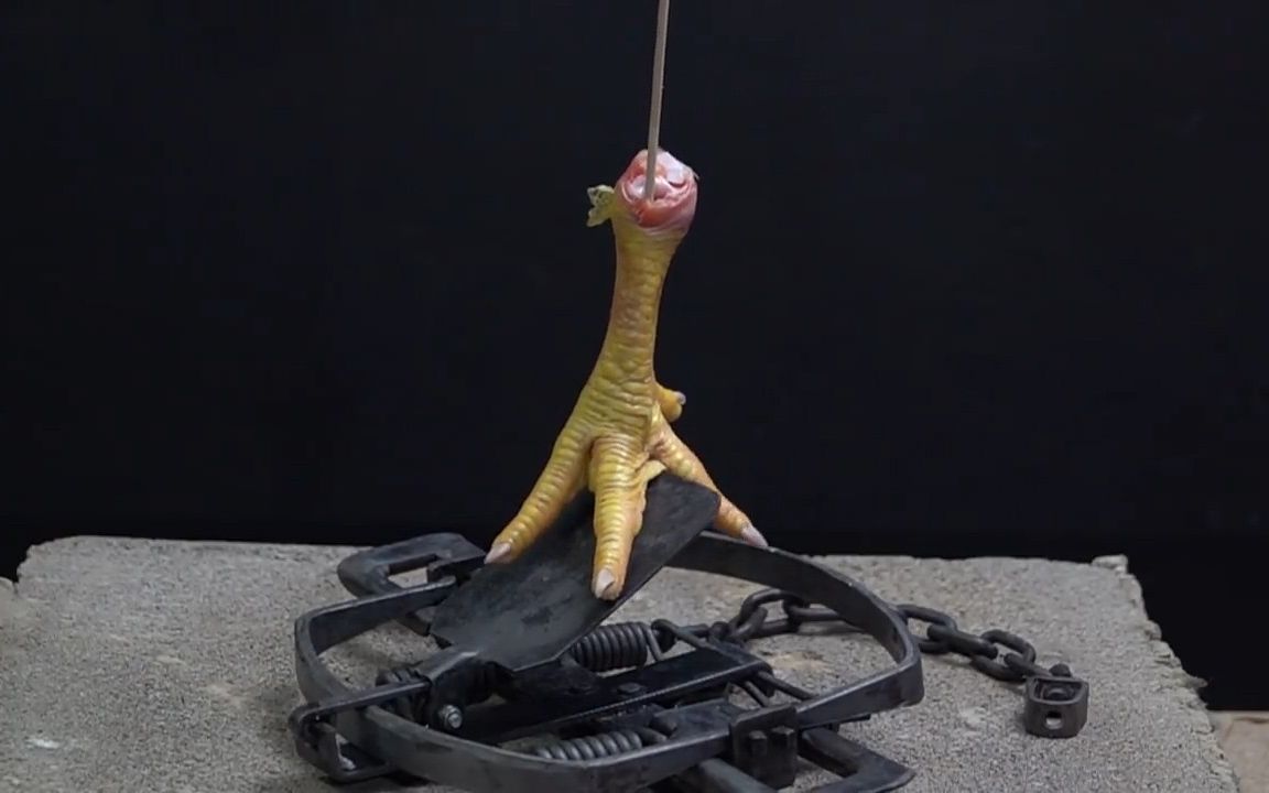 踩到捕兽夹岂不是得"拦腰夹断"?用鸡爪亲测,看得人的腿发疼!