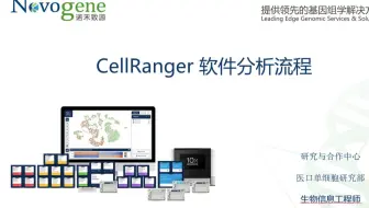 【单细胞】10x Cell Ranger软件分析流程