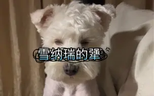 Télécharger la video: 有一种犟叫雪纳瑞的犟