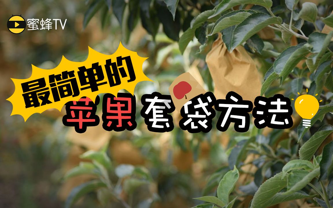 最简单的苹果套袋方法!哔哩哔哩bilibili