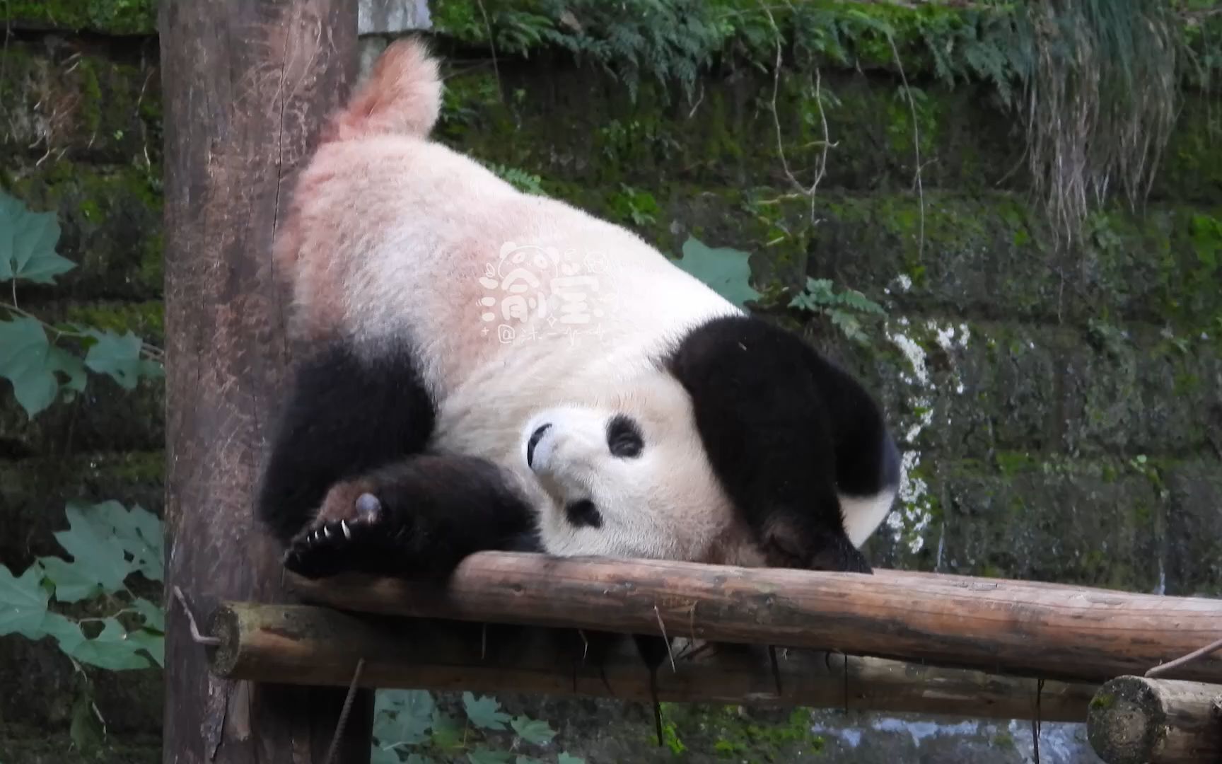 23.11大熊猫渝宝,你这个蹭痒是有些技术含量的~