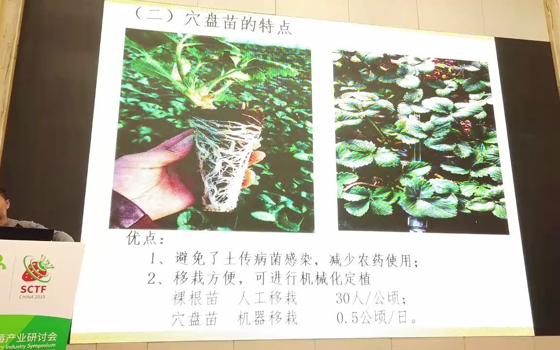 行业|草莓基质育苗关键技术杭州市农业科学研究院 余红哔哩哔哩bilibili