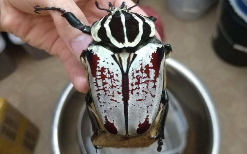 大王花金龟的开箱日常  远方发来的ggu