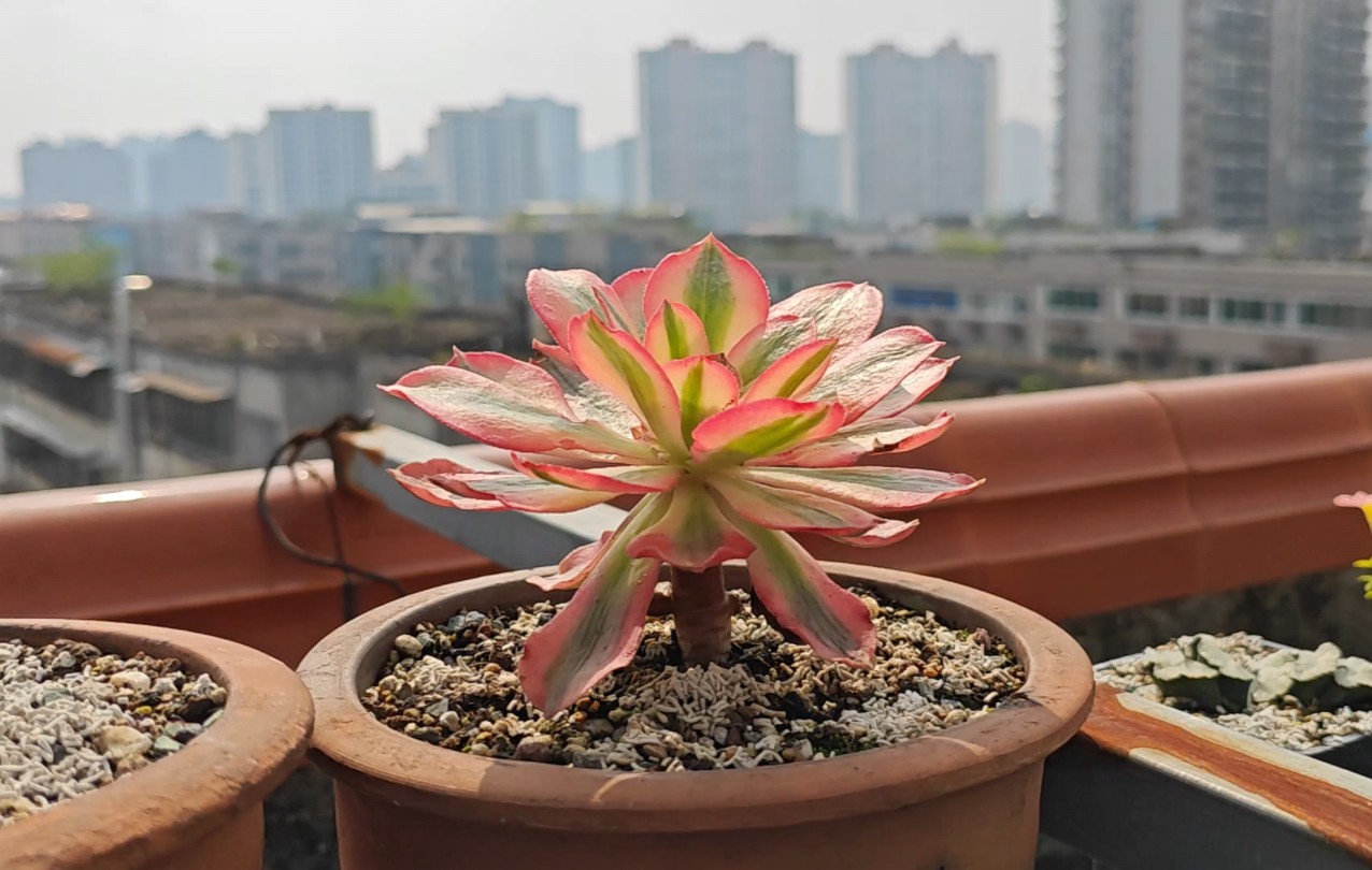 多肉植物re:粉女巫法师开始爆头了!