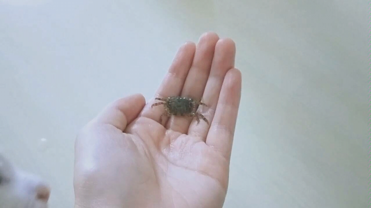 大螃蟹激战沙雕猫