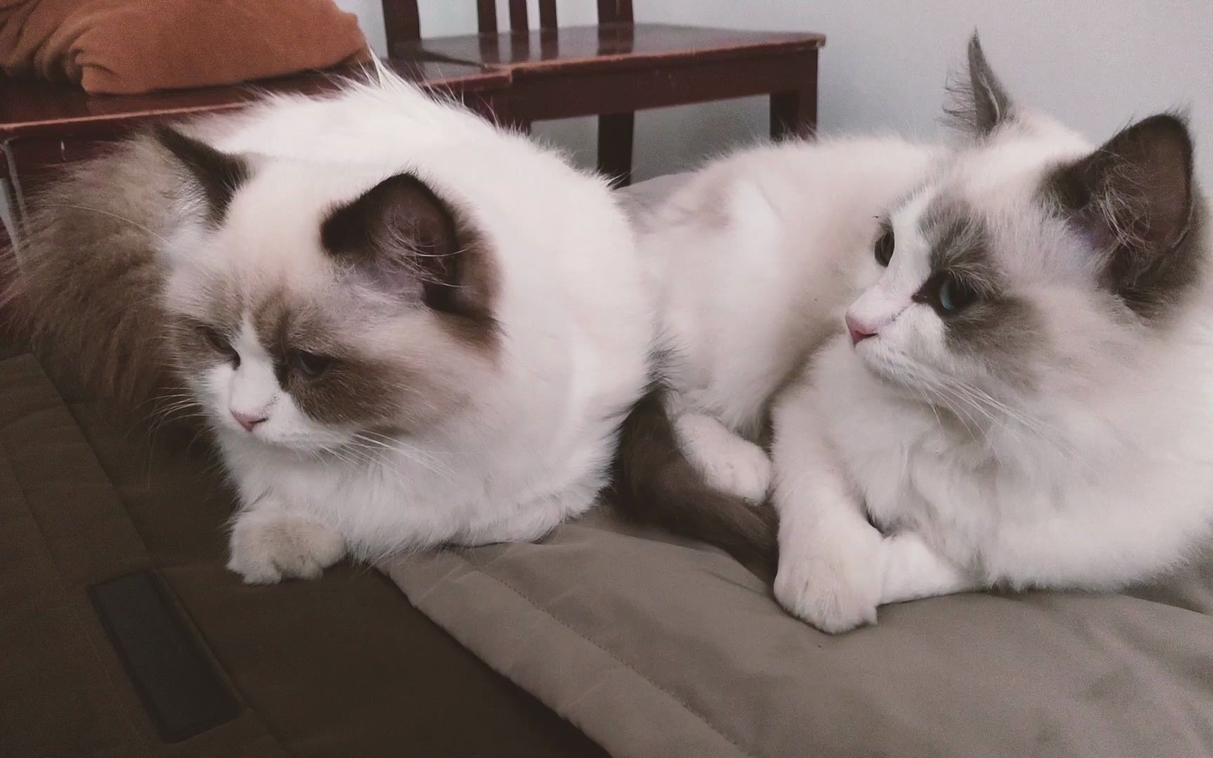 两只布偶猫睡觉日常,猫猫也太可爱了叭