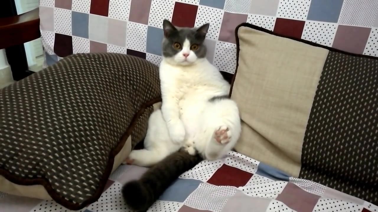 【喵星人】自家喵星人"葛优瘫"