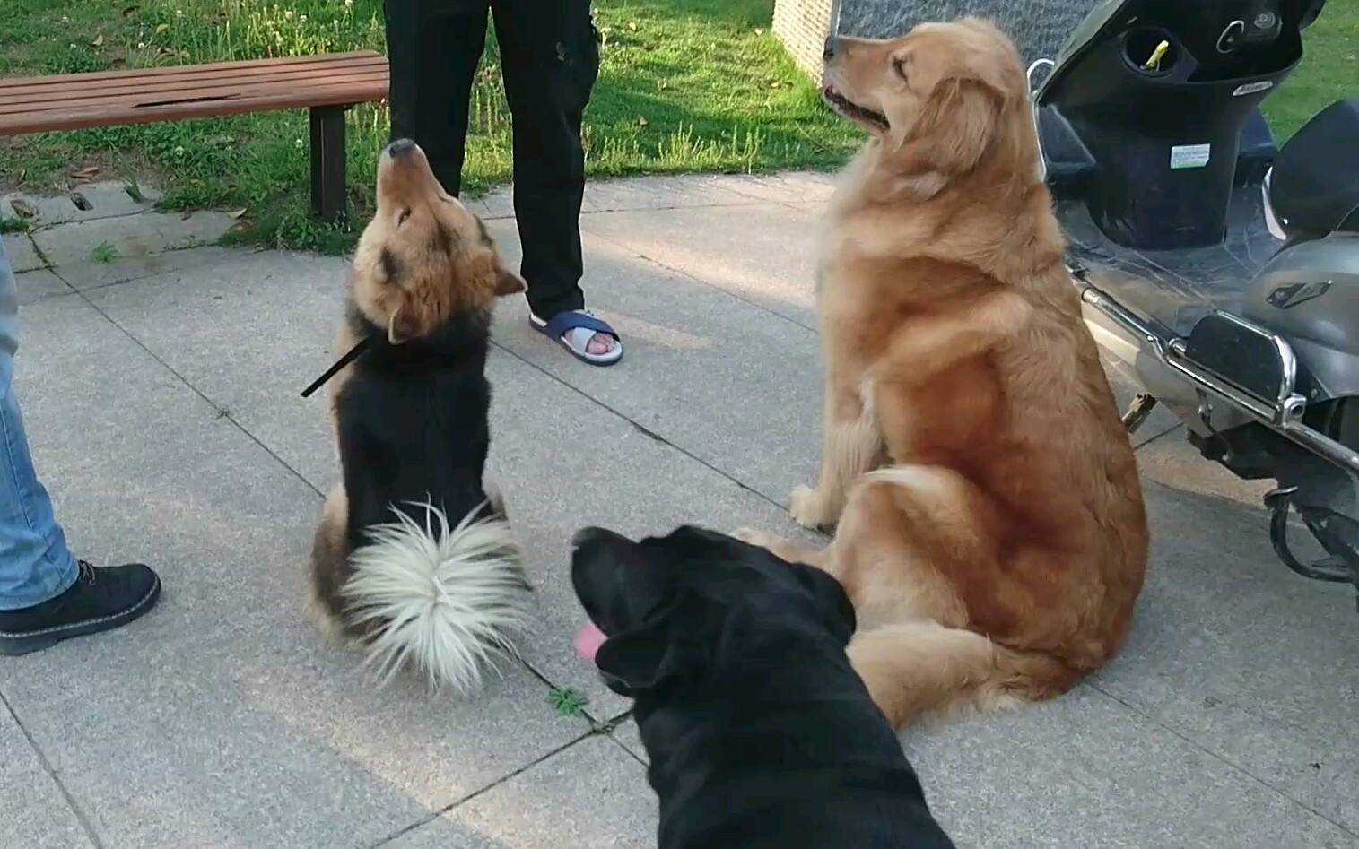 【中华田园犬】七叶和它吃货朋友们的日常.七叶:我爱画地盘,我爱探索新地方~哔哩哔哩bilibili