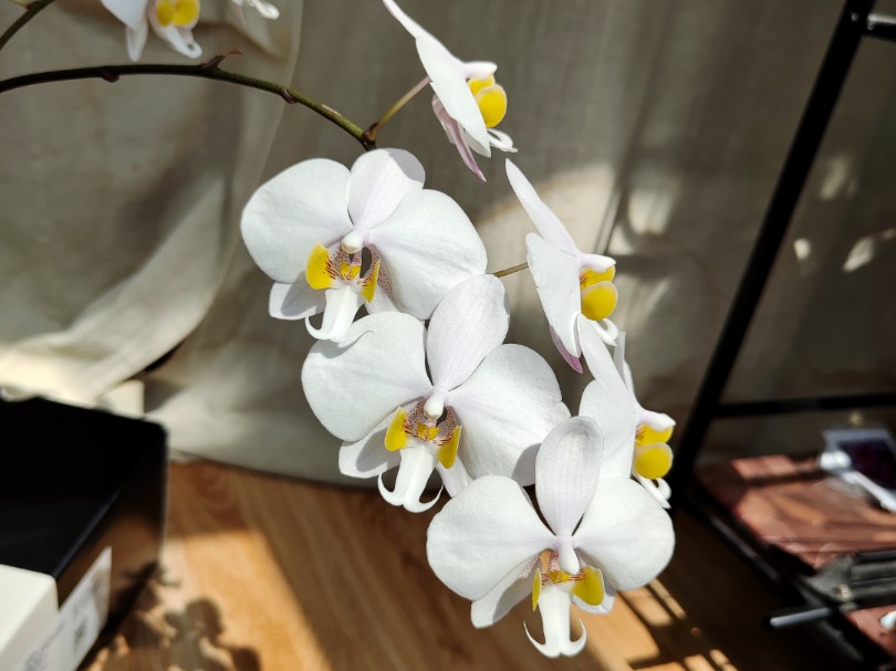 仙气飘飘的菲律宾蝴蝶兰