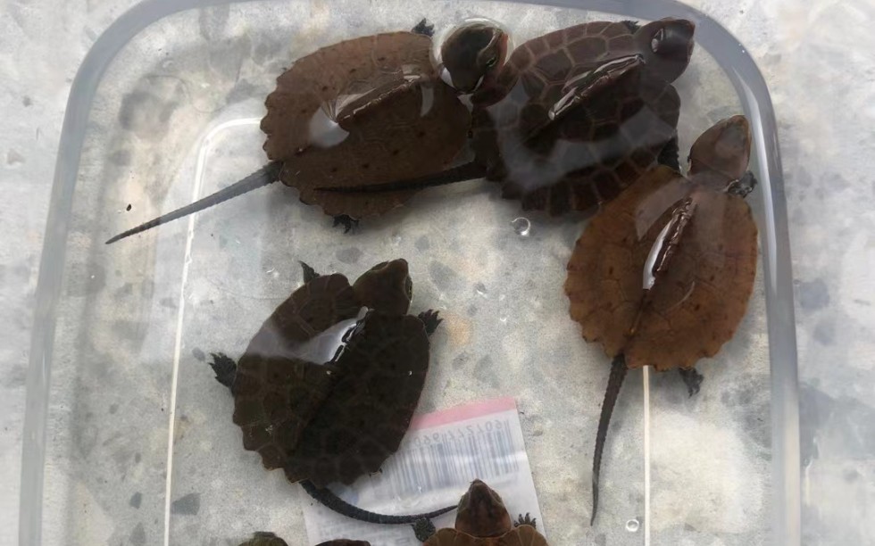 鹰嘴龟#20年人工苗!