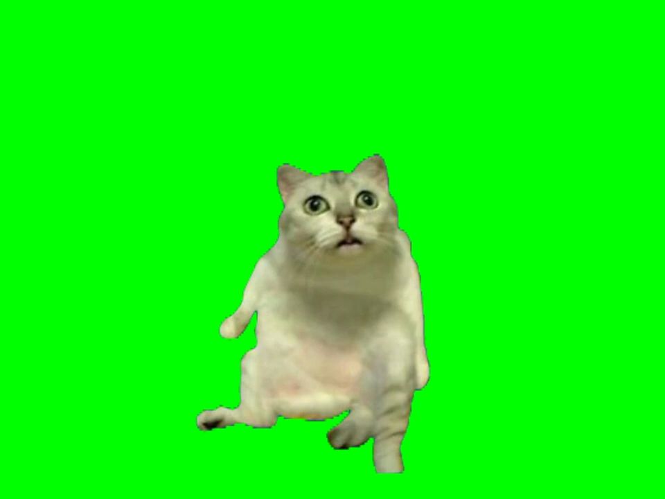 【猫meme 素材集③ 10选】 (Cat meme green screen)哔哩哔哩bilibili