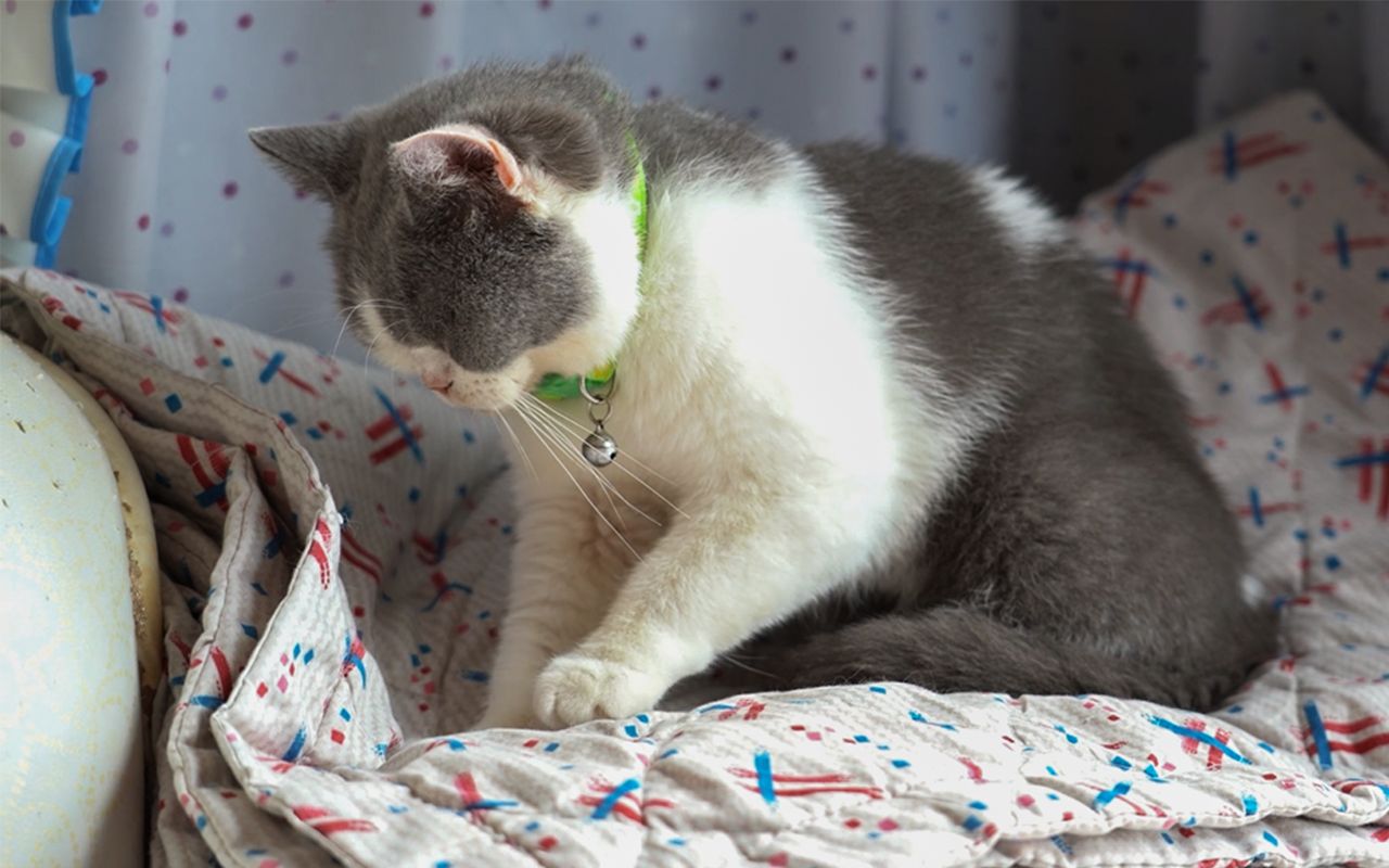 猫咪日常拍摄一只成年猫咪踩奶全过程