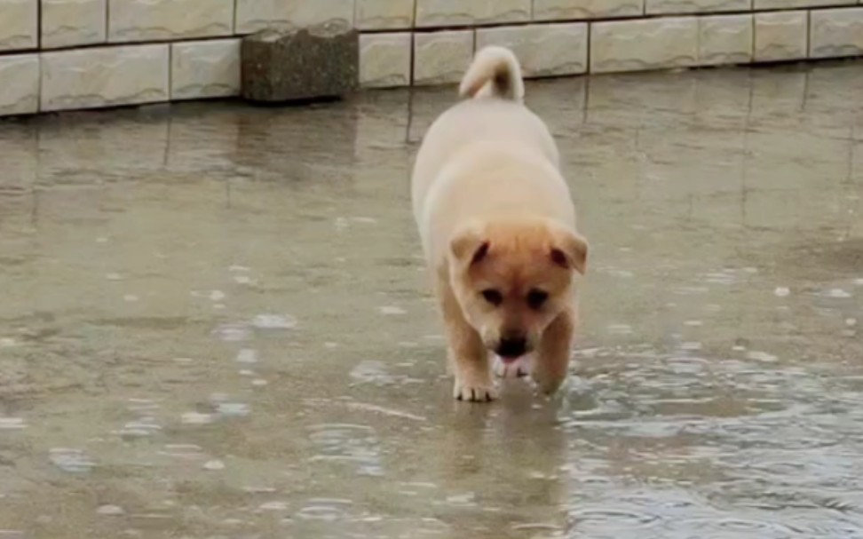 淋雨的修狗勾