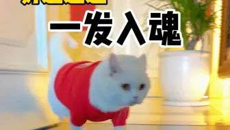 我家猫荣耀水晶，大天使，一发入魂！这运气也太好了吧