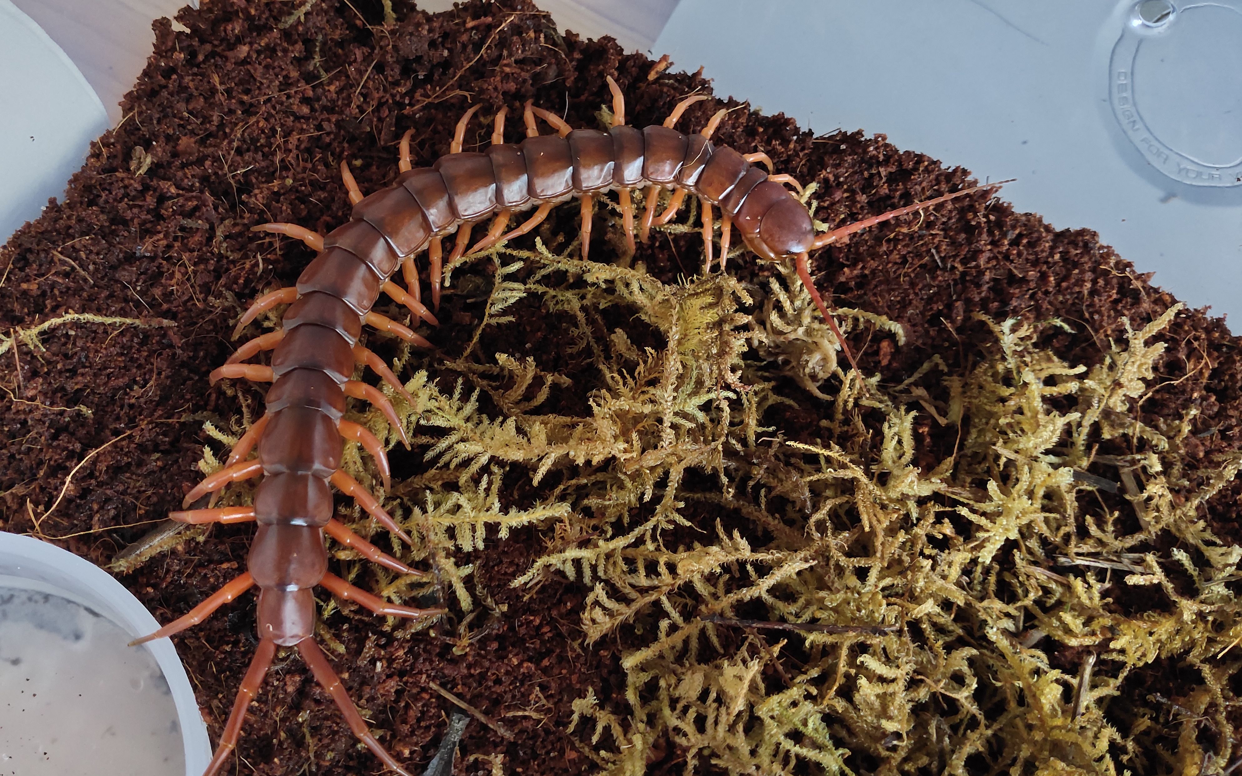 【蜈蚣】红龙蜈蚣扑食合集(华刀日常化饲)_哔哩哔哩 (゜-゜)つロ 干杯