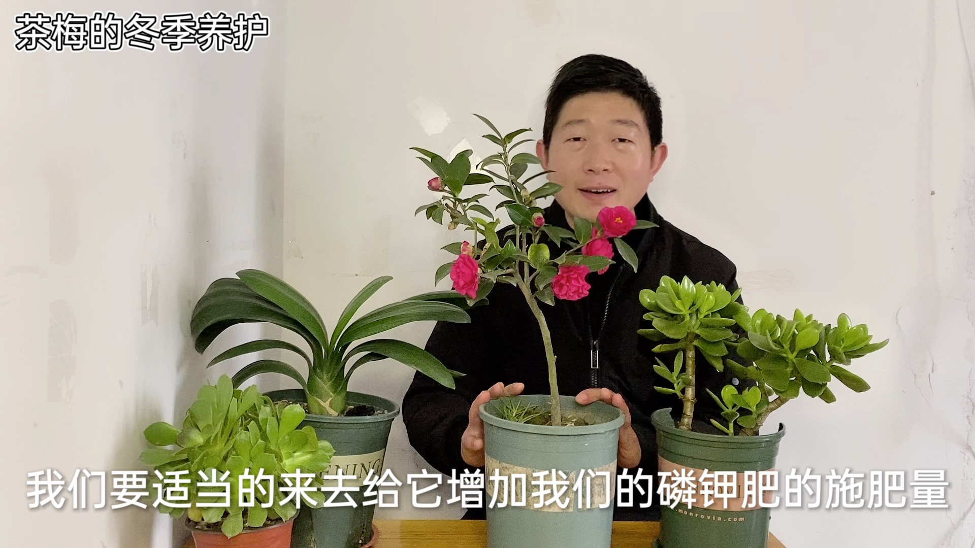 [图]茶梅的冬季养护管理，提前做好这几点，茶梅花色鲜艳，花开满枝