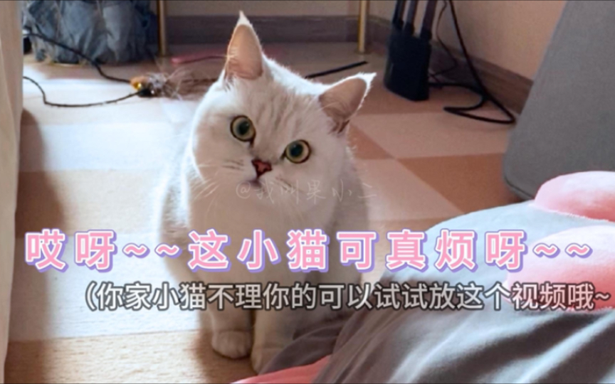 小猫叫声也太可爱太让人心软软了吧(ˊo00000151o0000