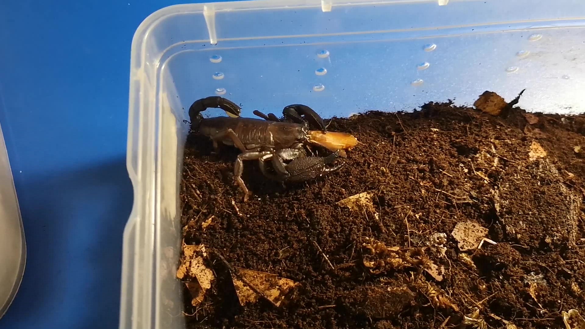 活动作品迈索尔异蝎的真香定理