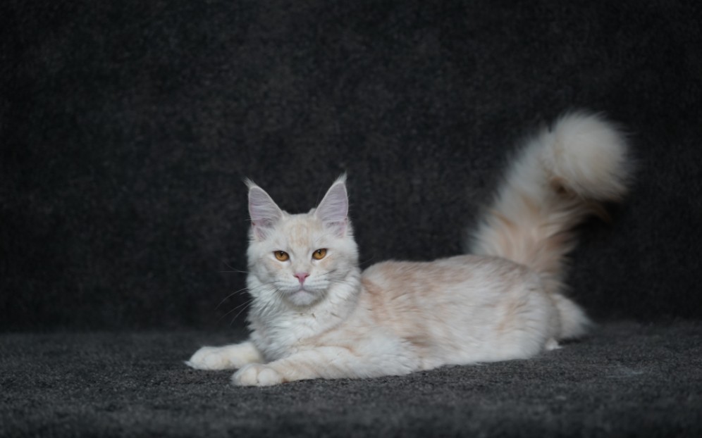 杭州缅因猫舍,缅因猫凯米尔色弟弟找新家!_哔哩哔哩_bilibili