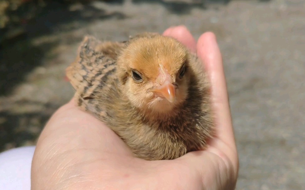 鸡宝宝晒太阳打瞌睡