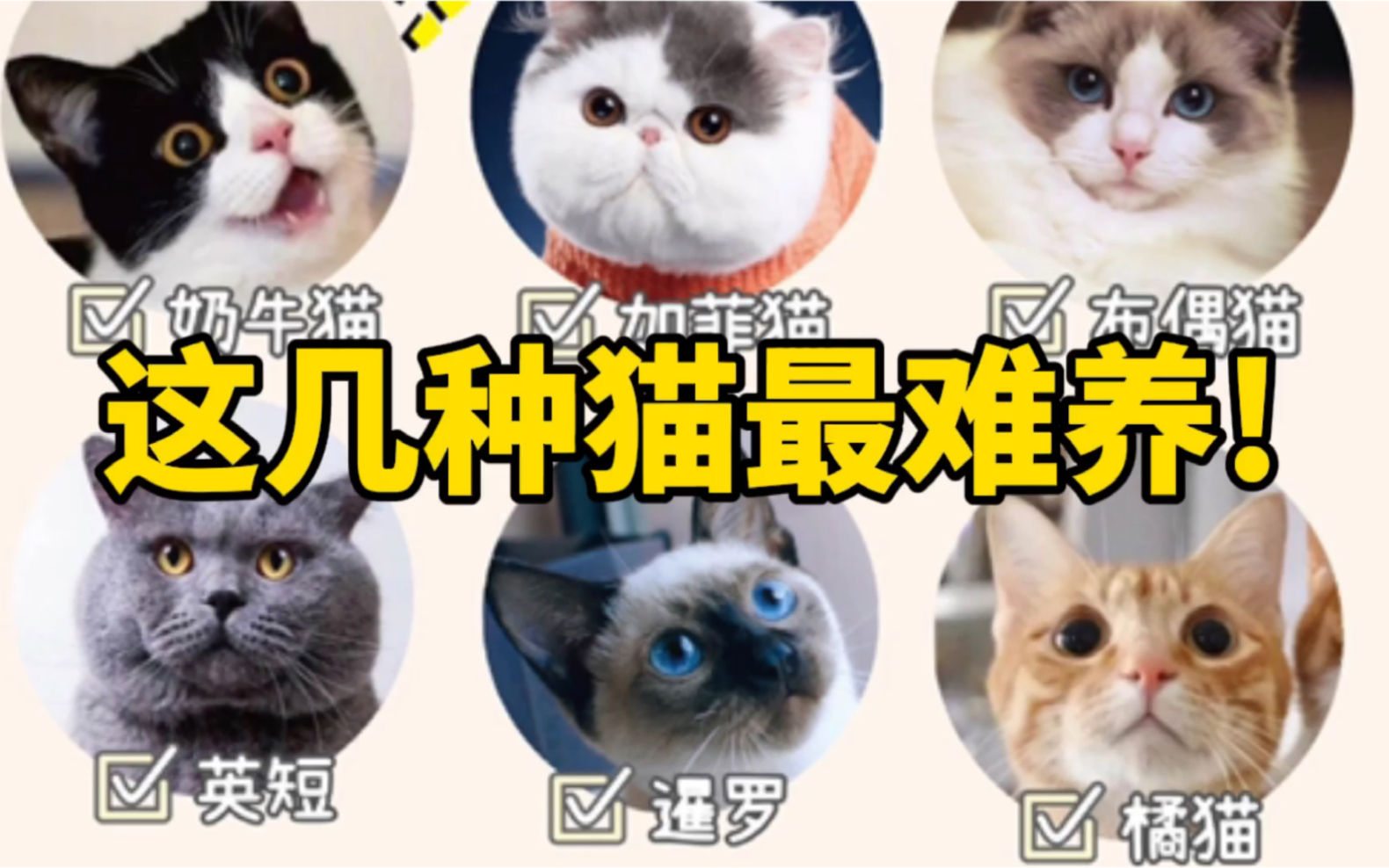 [图]新手养猫必看！这几种猫最难养！