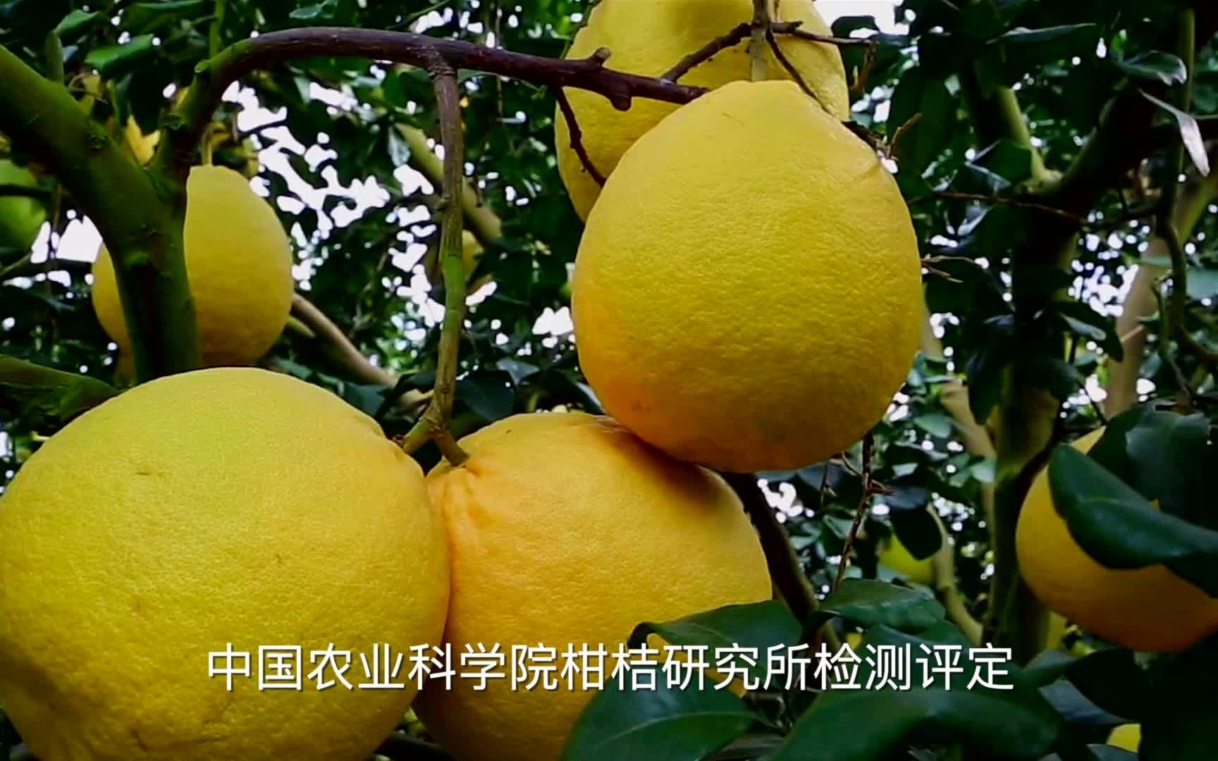 容县电商区域公共品牌"有容州到"网货矩阵展播——容县沙田柚