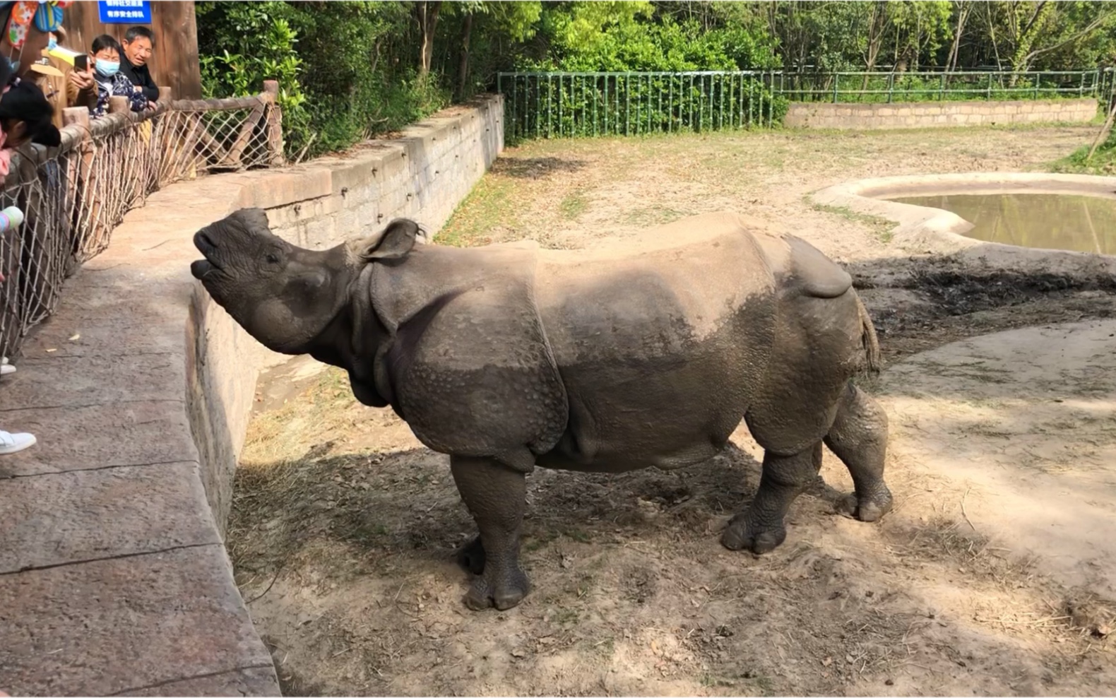 尼泊尔赠给我国的独角犀牛