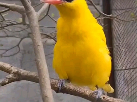 黄鹂鸟饲养