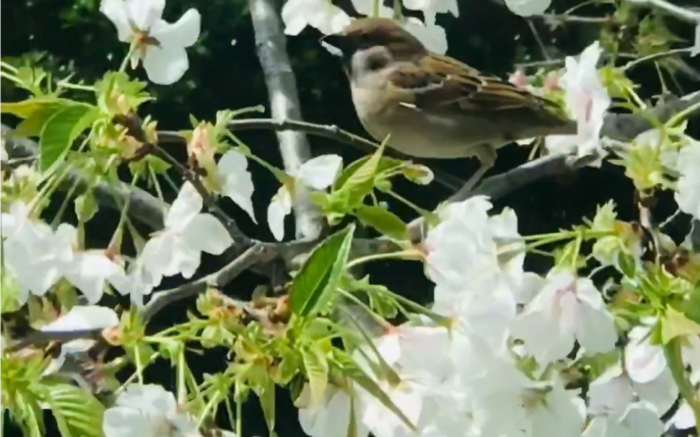 [图]樱花和麻雀