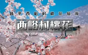 Download Video: 北京郊区赏花攻略，满山桃花相继盛开