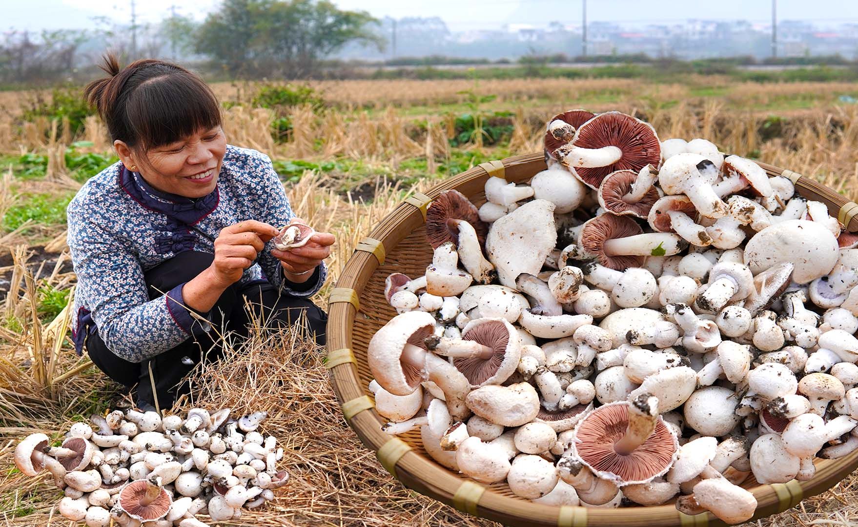 雨后田里长满稻草菇,采回搭配土鸡打火锅,味道比肉还鲜美
