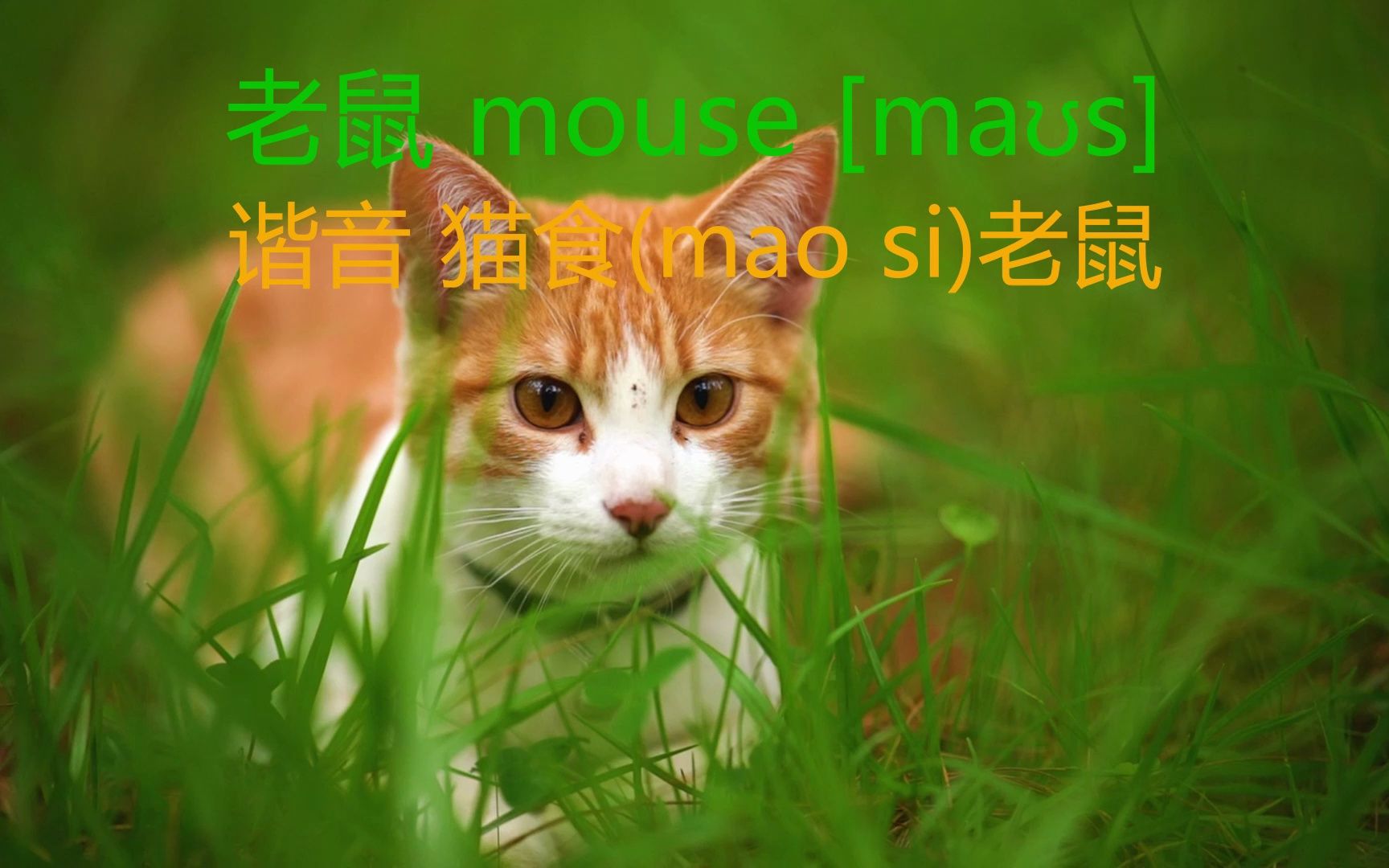 英文单词mouse 中文谐音 猫食(mao si)老鼠