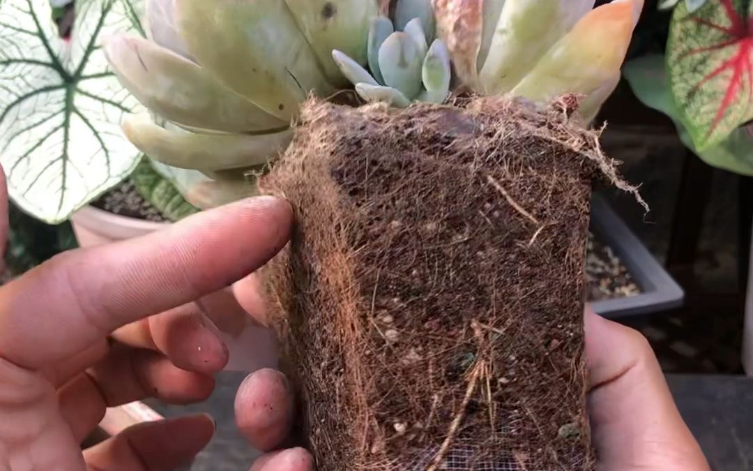 多肉换盆土第一步