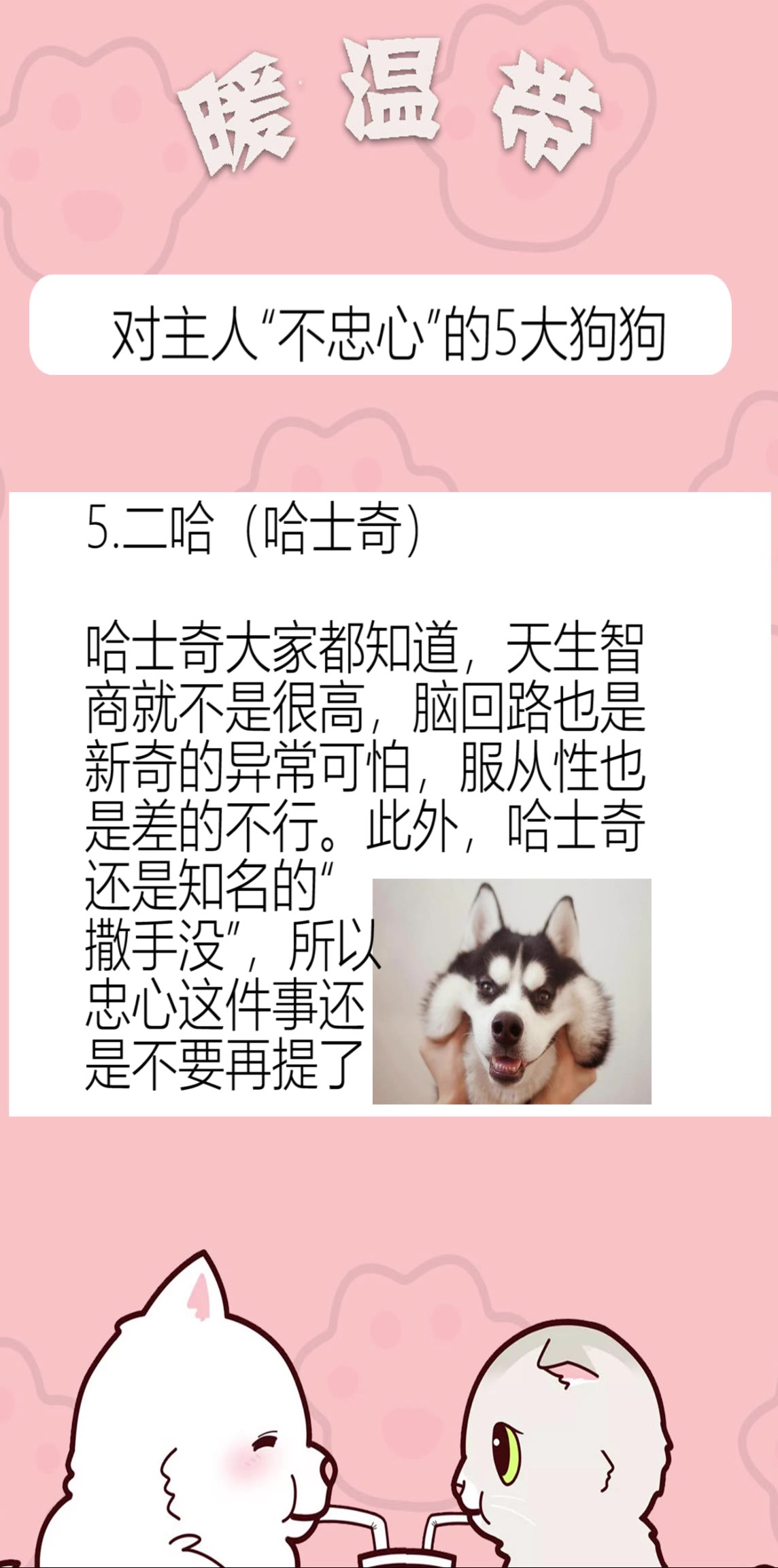 对主人最不“不忠心”的五种狗狗,最后一个当之无愧哔哩哔哩bilibili