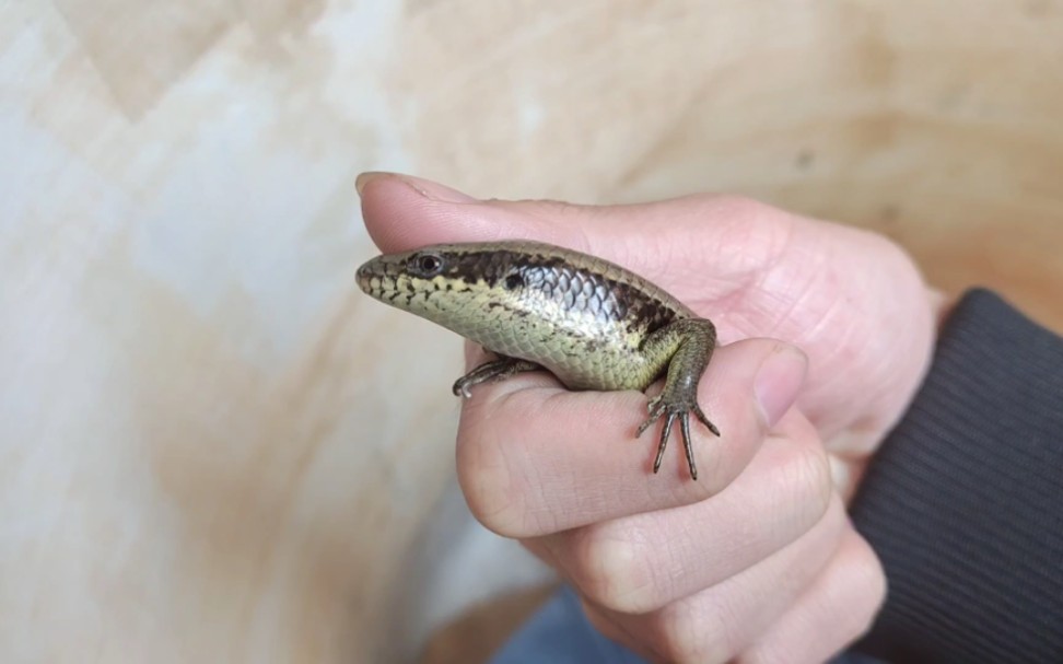 长尾南蜥石龙子饲养近况