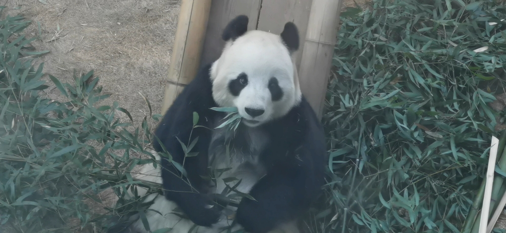 [图]【大熊猫飞云】八卦不能影响吃饭