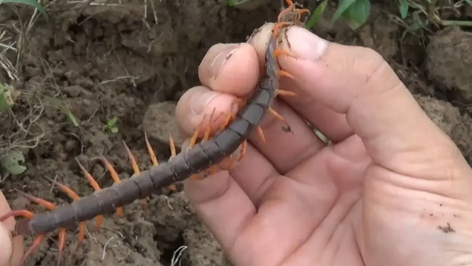 ムカデ】グアンシーミントレッグを飼育し始めました。 New centipede came! Guangxi mint  legs_哔哩哔哩_bilibili