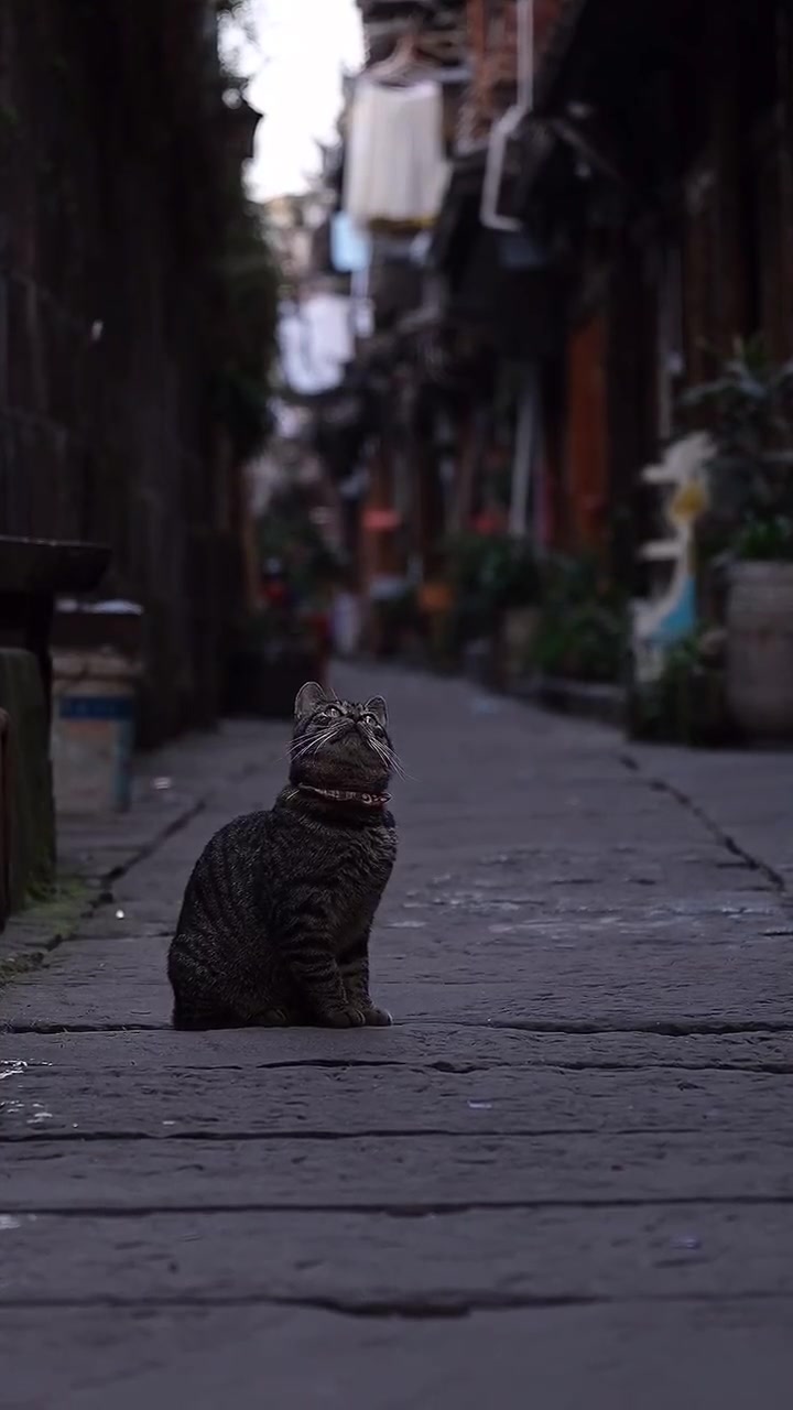 巷子里的猫 背影图片