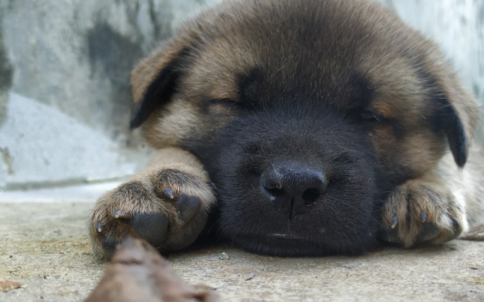 注意!你已被猛犬包圍!萌萌噠中華田園犬_嗶哩嗶哩_bilibili