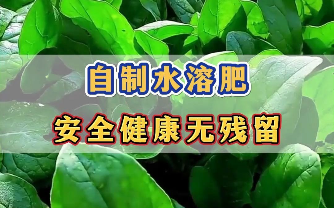 不用在花钱买化肥了,教你自制水溶肥,安全健康无残留哔哩哔哩bilibili