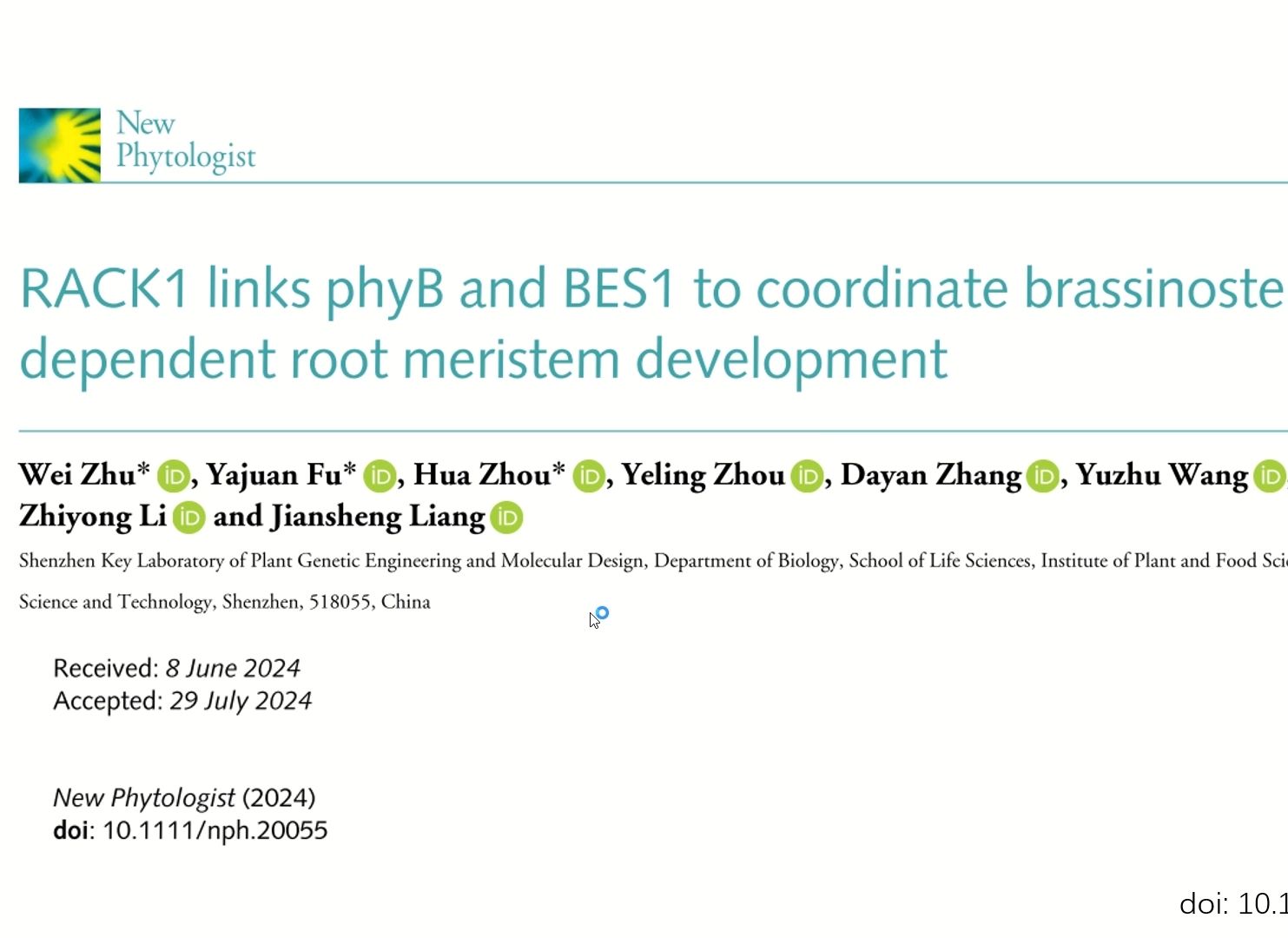 New Phytologist RACK1支架蛋白联系光信号通路和BR信号通路调控根分生组织生长哔哩哔哩bilibili