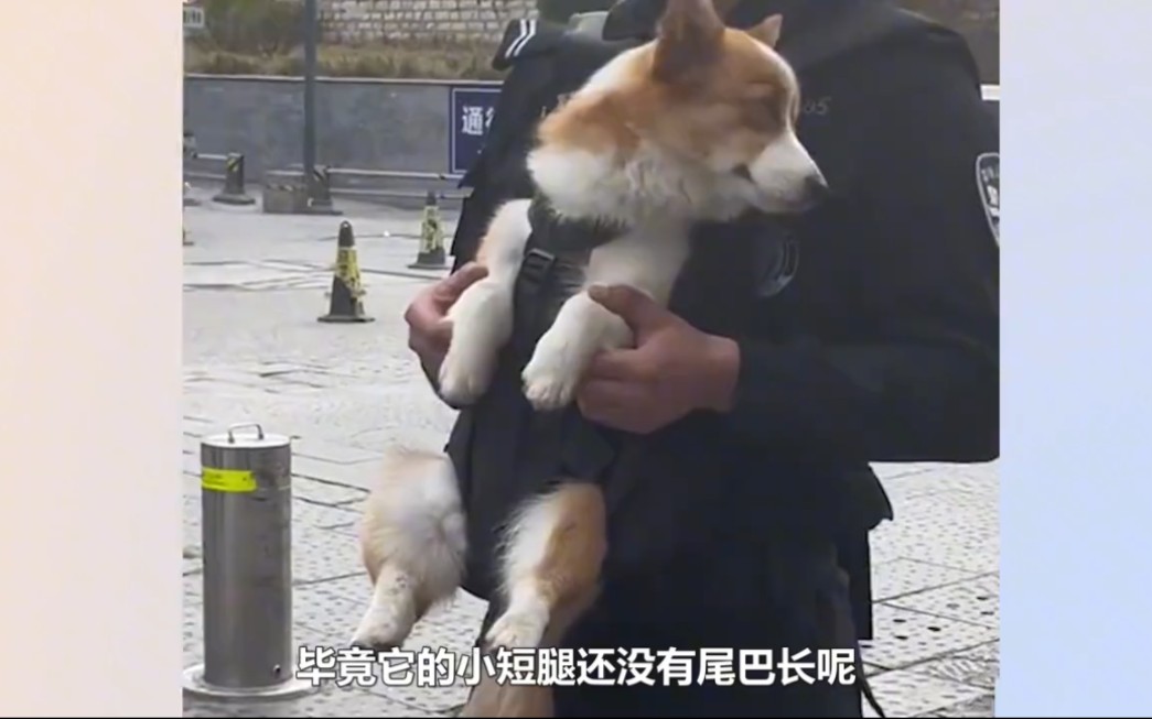 第一次见警犬出门还要背!全国首只柯基警犬福仔,凭本事考上编制哔哩哔哩bilibili