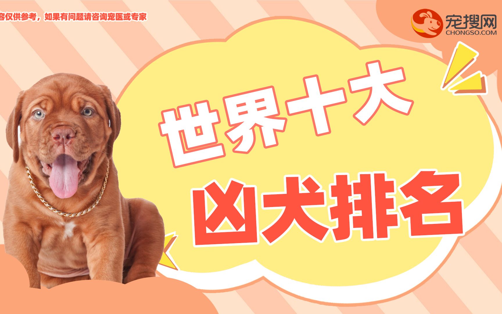 世界十大凶犬排名哔哩哔哩bilibili