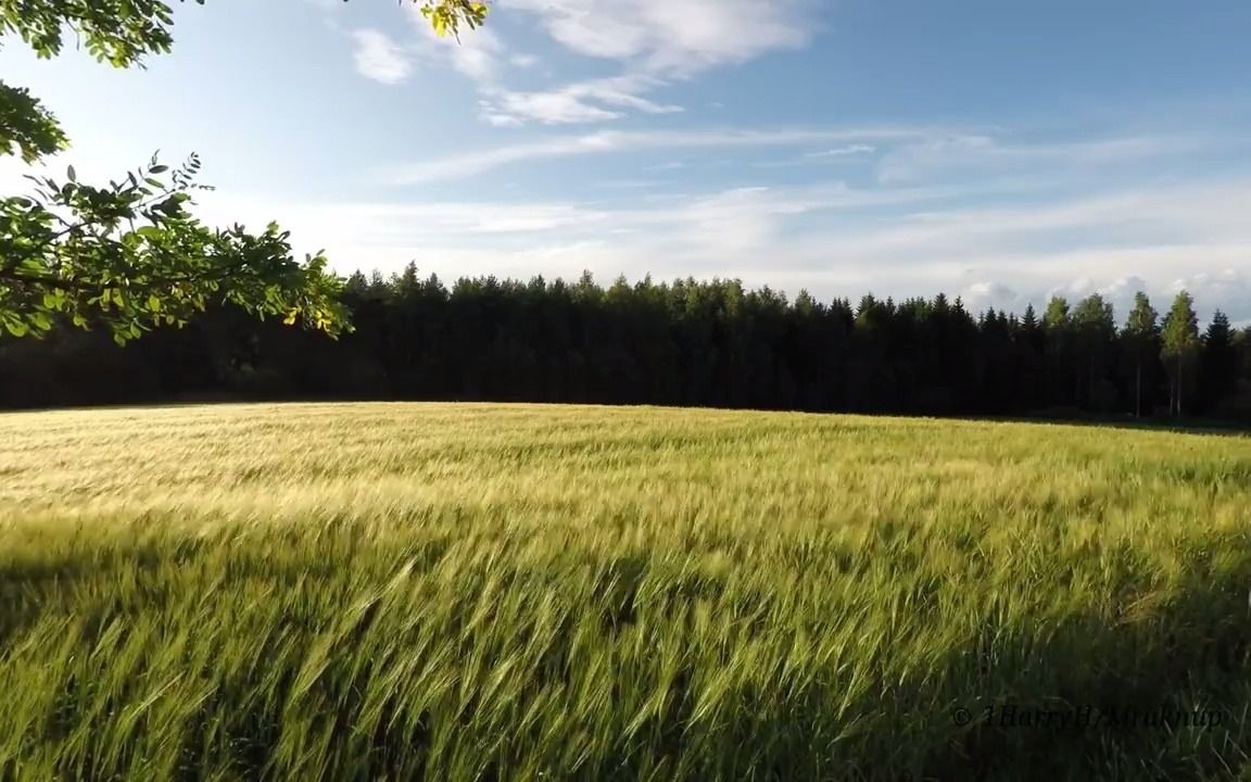 [图]【自然白噪声】夏日田野 | 麦浪 | 风铃 | 治愈向 | 助眠