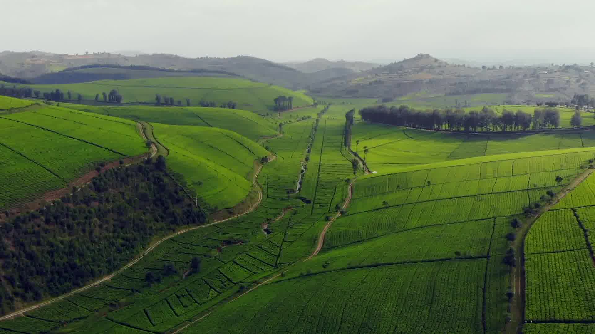 东非卢旺达茶园